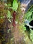 Centipede looking food on wall wth moss