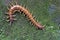 A centipede is looking for prey on a bush.