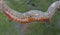 A centipede is looking for prey on a dry tree branch.