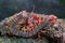 A centipede is looking for prey in the weft of an anthurium fruit.