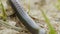 A centipede moves over ground, macro, summer day