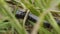 A centipede moves over ground, macro, summer day