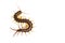 Centipede Scolopendra sp. centipede isolated on white background
