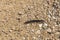 Centipede walking down the land, Chilopoda