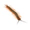 Centipede Walking Isolated