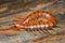 Centipede on  wood in tropical garden