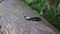 Centipedes on a Log Crawl and Mate Close-Up