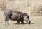 Central African warthog