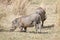 Central African warthog