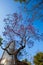 Central Alameda park purple trees and skyscraper