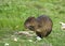 Central American Agouti