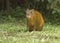 Central American agouti, Costa Rica