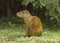 Central American agouti, Costa Rica