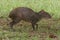 Central American agouti, Costa Rica