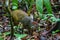 Central American Agouti (Dasyprocta punctata) in Costa Rica