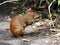 Central American agouti, Dasyprocta punctata, eats a tuft of grass, Costa Rica