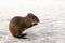 Central American agouti Dasyprocta punctata sitting at beach sand