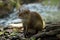 Central American Agouti Dasyprocta punctata. Wildlife animal.