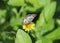 Central American Checkered Skipper dorsal view