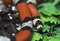 Central American Milk snake.