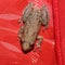 Central american snouted tree frog on a red reusable shopping bag