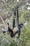 Central American Spider Monkey or Geoffroys spider monkey, Ateles geoffroyi