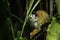 Central American squirrel monkey (Saimiri oerstedii)
