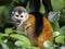 Central American squirrel monkey Saimiri oerstedii, small agile monkey, this species lives only in Central America, Costa Rica