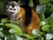 Central American squirrel monkey Saimiri oerstedii, small agile monkey, this species lives only in Central America, Costa Rica