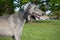 The Central Asian greyhound, after a long walk, stuck out her tongue and looked into the distance.