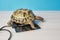 Central Asian land tortoise basking on a special heating pad for reptiles, warm place for a terrarium