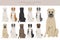 Central asian shepherd clipart. Different poses, coat colors set