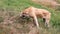 Central asian shepherd dog