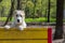 Central Asian Shepherd Dog (alabai) - puppy behind the fence