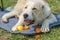 Central Asian Shepherd Dog alabai puppy eating apple and carrot