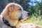 Central Asian Shepherd Dog, Alabay or Alabai is a livestock guardian dog breed. Close-up