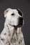 Central Asian Shepherd Dog on a gray background