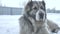 Central asian shepherd dog on the snow