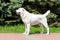 Central Asian Shepherd Dog stands in profile.