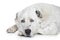 Central Asian Shepherd Dog on white background