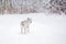 Central Asian shepherd in a snowy forest