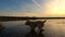 Central Asian Shepherd swims in a pond during sunset, slow motion