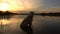 Central Asian Shepherd swims in a pond during sunset, slow motion