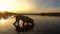 Central Asian Shepherd swims in a pond during sunset, slow motion