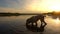 Central Asian Shepherd swims in a pond during sunset, slow motion