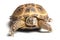 Central Asian tortoise (Agrionemys horsfieldii) on white