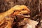 The Central Bearded Dragon , or Dragon Agama Pogona vitticeps feeding the insect in the dry habitat. Agama portrait