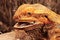 The Central Bearded Dragon , or Dragon Agama Pogona vitticeps feeding the insect in the dry habitat. Agama portrait