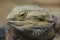 Central bearded dragon Pogona vitticeps