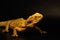 The Central Bearded Dragon Pogona vitticeps is calm lizzard often in human care.